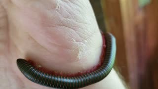 Decent size millipede crawling on my hand