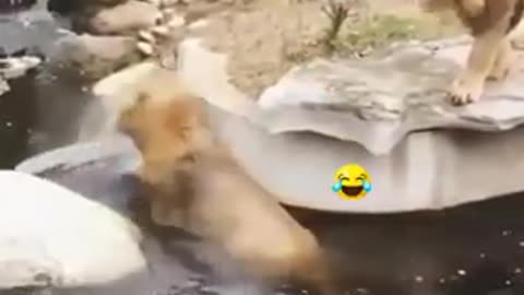 Funny Video showing A lion Falling Into A River By Mistake, what happen next?