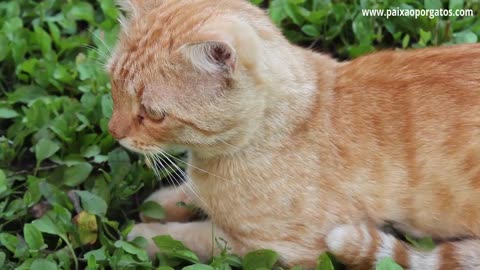 Curiosidades sobre gatos laranjas.