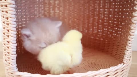 Kittens walk with a tiny chicken