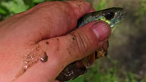 Perch rescued from a puddle after the flood / beautiful fish returned to the river.