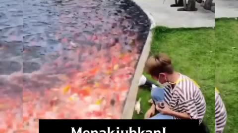 Menakjubkan! Pakai Ilmu Apa Anak Ini Sehingga Ribuan Ikan Menghampirinya