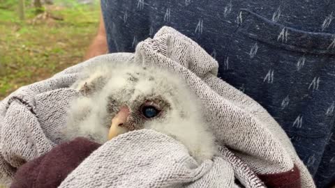 Juvenile Barred Owl fallen from its nest is held by wildlife rescue worker