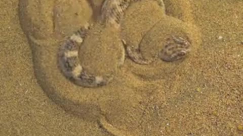 How a Sand Viper conceals itself to prepare for an ambush