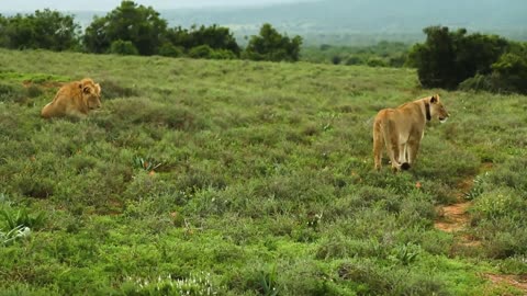 Wild Animals Video| Lion Vs Tiger Fighting