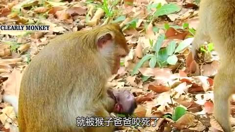 poor golden monkey baby