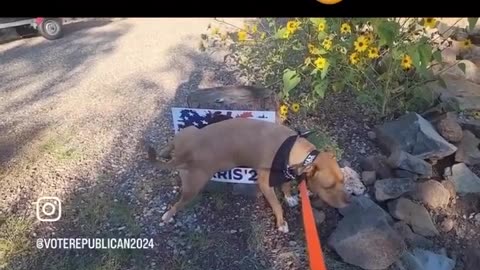 This Dog Doesn't Like Kamala Harris!