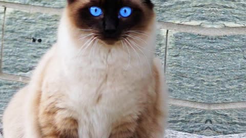 10 Most Beautiful Cats Breed in the World