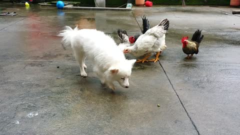 Chicken Attack Dog || Chicken fights dog