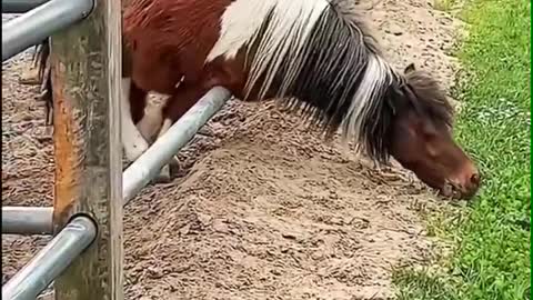 horse