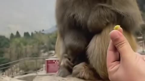 Very funny monkey🐒 Short video #shorts Dear Animal