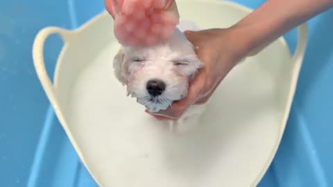 Puppy Falls Asleep While getting Haircut