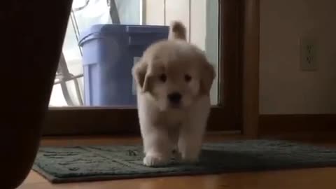 watch my cute puppy funny running to me