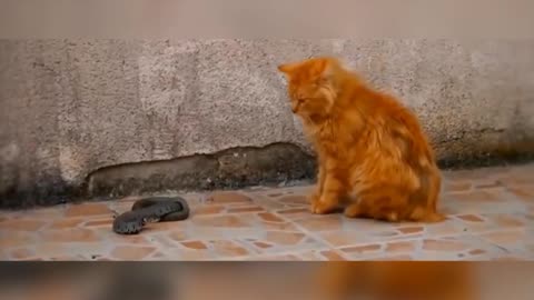 cat vs snake 3