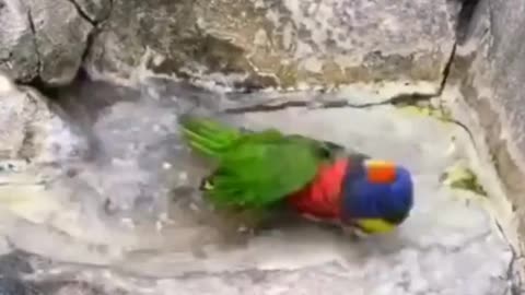 Is this parrot taking a bath?