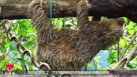 Slow to eat, slow to poop, and slow to escape, how did this sloth survive?