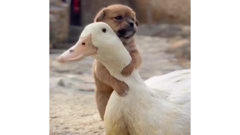 Cute dog and cute DUCK Good friendship video