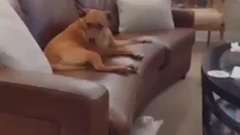 funny cat teasing dog.