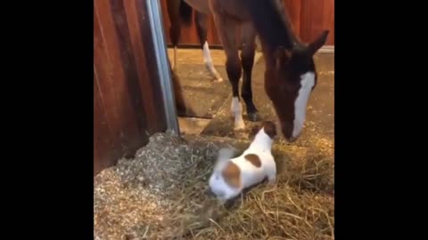 Jack Russell absolutely ecstatic to see his horse best friend