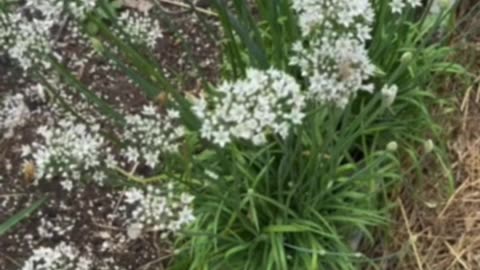 Bunching Onion Seeds