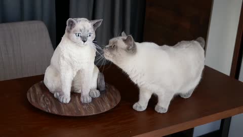 The cat's reaction to a cake that looks like itself