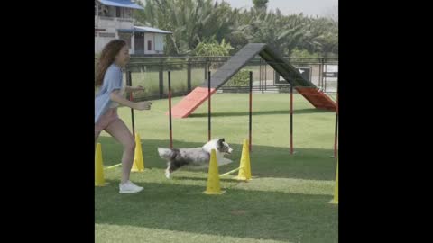 Dog training