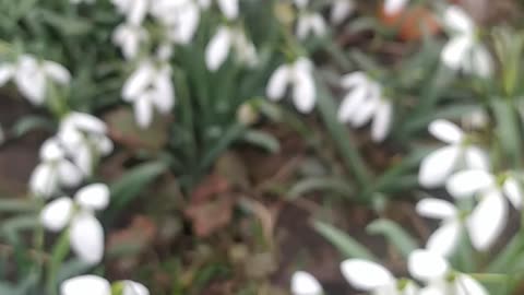 First flowers and bee, Luna and birds 🌼🌸🐕🐝🐞🦋🐛