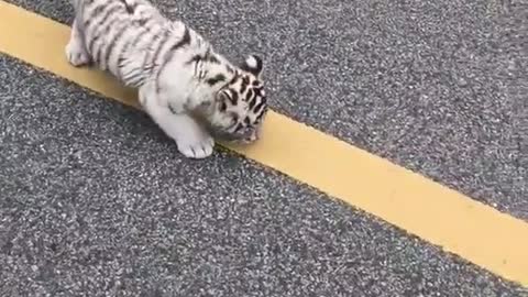 Have you ever seen such a cute little tiger?