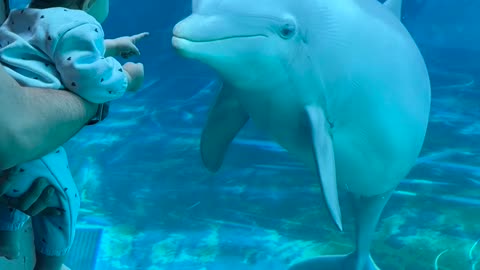 Baby Befriends Two Dolphins