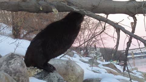 Hungry Beaver Takes A Tumble