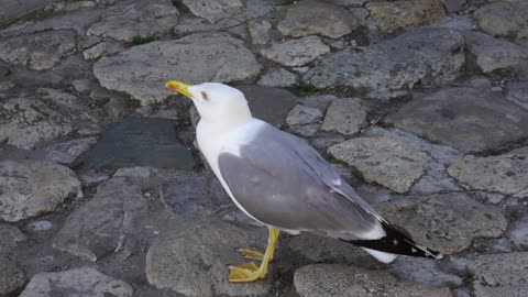 seagull in Nessebar