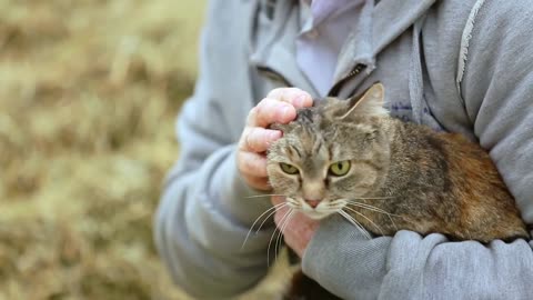 CUTE CAT STOCK FOOTAGES - Use this to make awesome vid