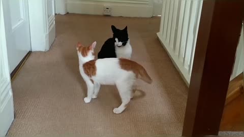 Epic Cat Fight