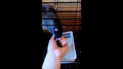 Smart rat take food