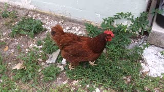 Becky the Talking Hen Being Interviewed