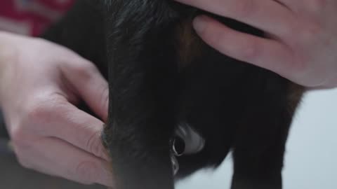 hands of unrecognizable veterinarian checking heart beating of small dog using stethoscope