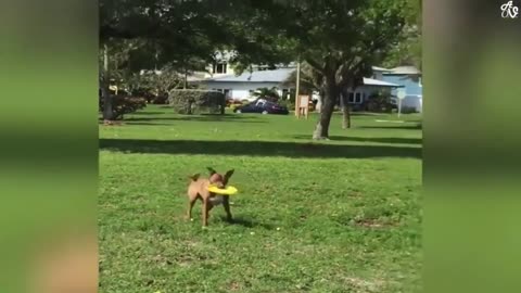 Cute dog with sad expressions see what his owner done to him.