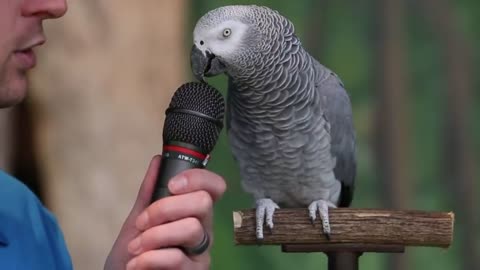 Einstein the African Grey Parrot showed off her vocabulary skills with a 200 sounds and words