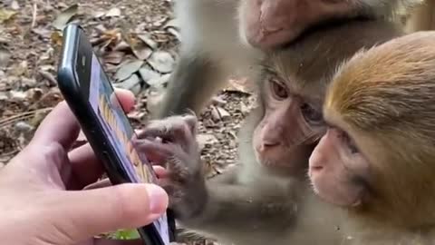 Monkeys are watching videos on mobile and kissing