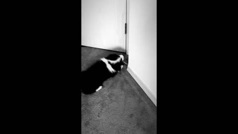 Border Collie puppy loves to play with door stopper