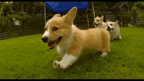 Cute dogs 30 seconds slow motion