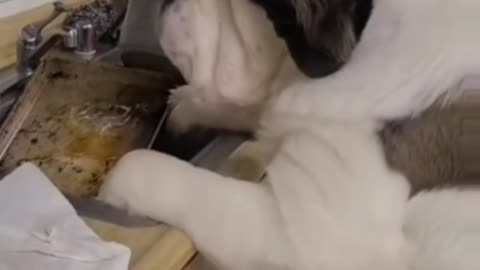 cute dog eating | he's helping to clean the dishes by licking them 😂😂 #shorts