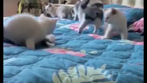 FUNNY CATS video 2021😂 its time to lauch with cats and kittens