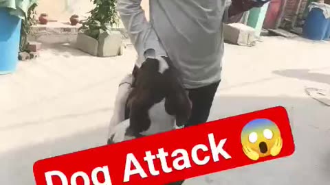 Bunny dog attack