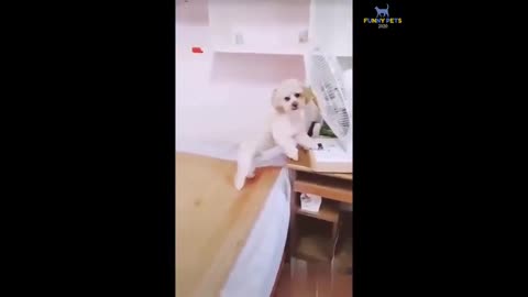 funny animals compilation 2020 | funny animal videos whatsapp status