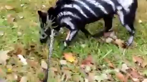 Puppy shows off his spooky Halloween costume