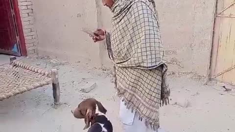 This Dog Cost 25 Lakh - Best Racing and Hunting Dog in Pakistan | Greyhound Dogs