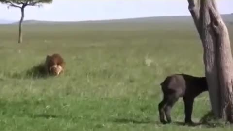 lion attack