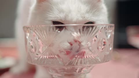 Cat Licking Crystal Glass 🐈