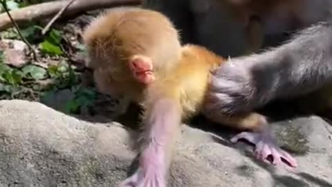 Cute Monkey China & Funny Love monkey| Animals Love